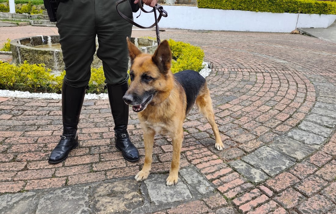 Adopción caballos y caninos 